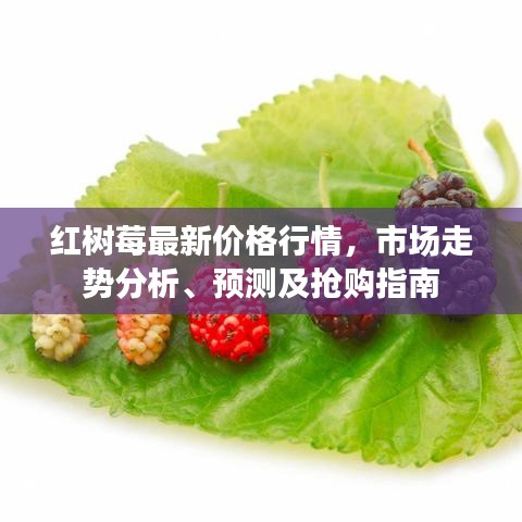 红树莓最新价格行情，市场走势分析、预测及抢购指南