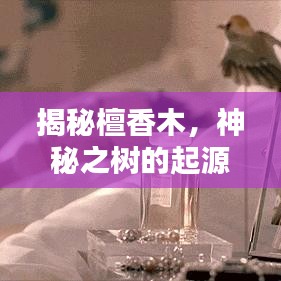 揭秘檀香木，神秘之树的起源特性全解析