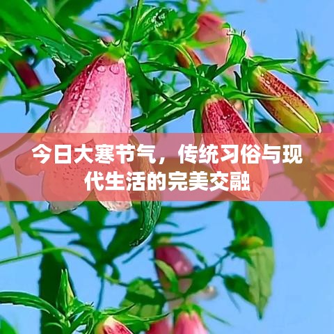 今日大寒节气，传统习俗与现代生活的完美交融