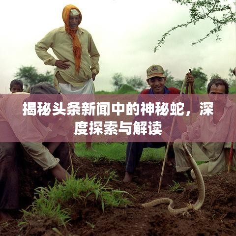 揭秘头条新闻中的神秘蛇，深度探索与解读