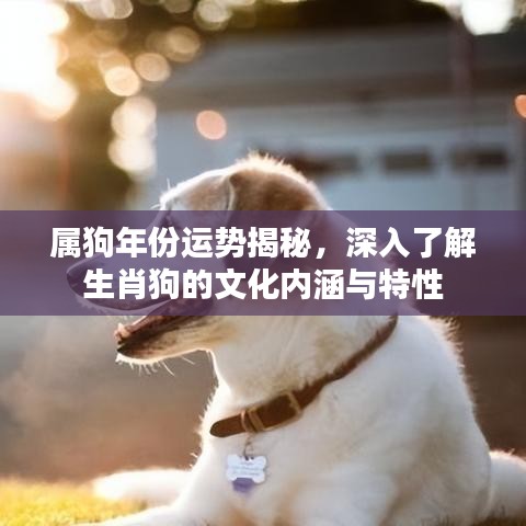 属狗年份运势揭秘，深入了解生肖狗的文化内涵与特性