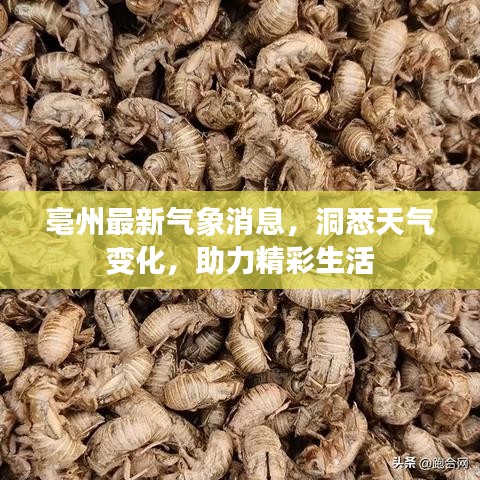 亳州最新气象消息，洞悉天气变化，助力精彩生活