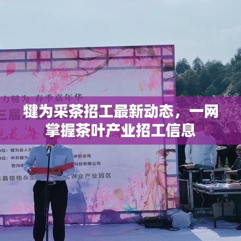 犍为采茶招工最新动态，一网掌握茶叶产业招工信息