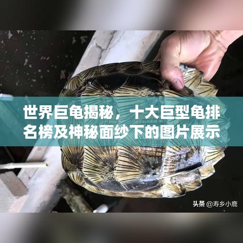 世界巨龟揭秘，十大巨型龟排名榜及神秘面纱下的图片展示