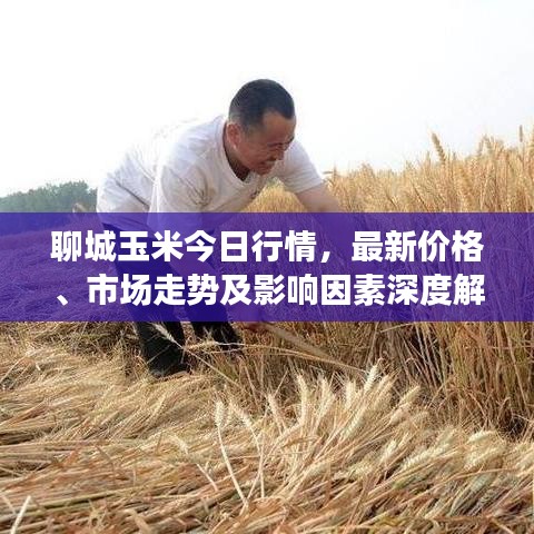 聊城玉米今日行情，最新价格、市场走势及影响因素深度解析
