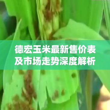 德宏玉米最新售价表及市场走势深度解析