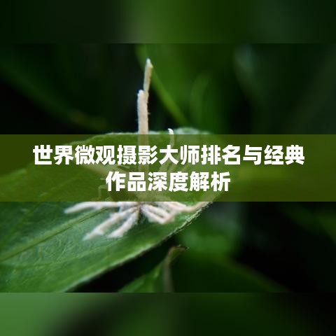 世界微观摄影大师排名与经典作品深度解析
