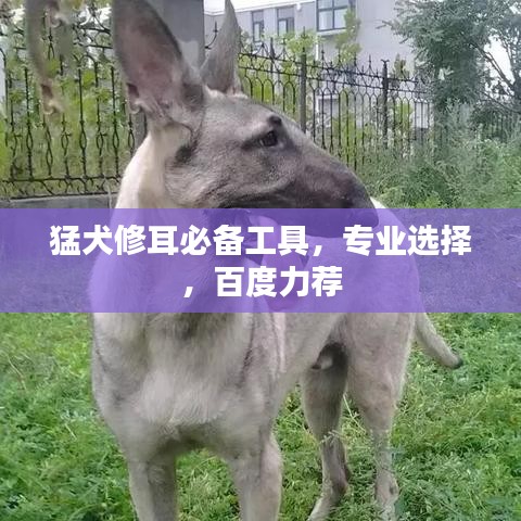 猛犬修耳必备工具，专业选择，百度力荐
