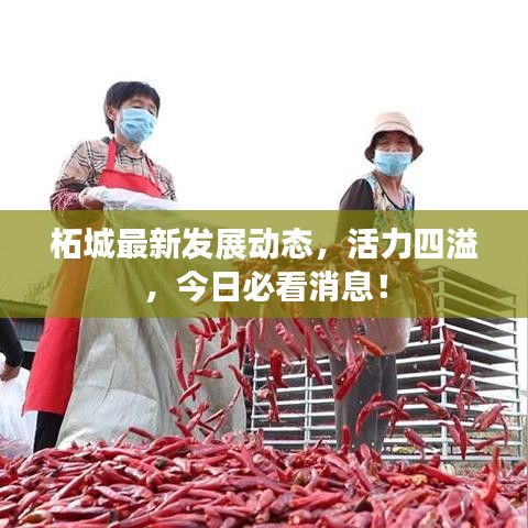 柘城最新发展动态，活力四溢，今日必看消息！