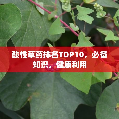 酸性草药排名TOP10，必备知识，健康利用