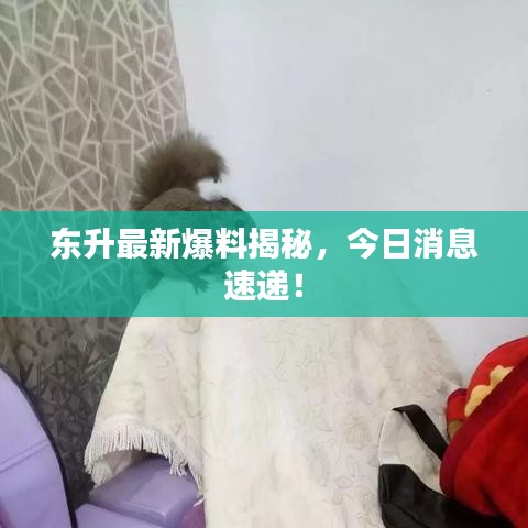 东升最新爆料揭秘，今日消息速递！