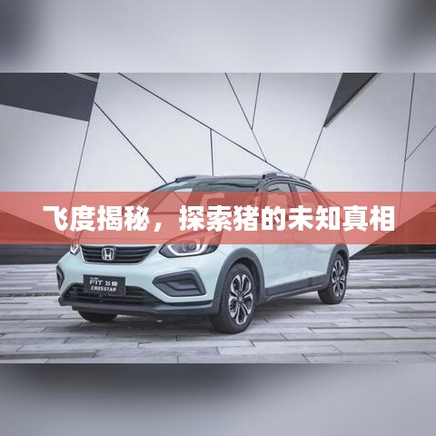 飞度揭秘，探索猪的未知真相