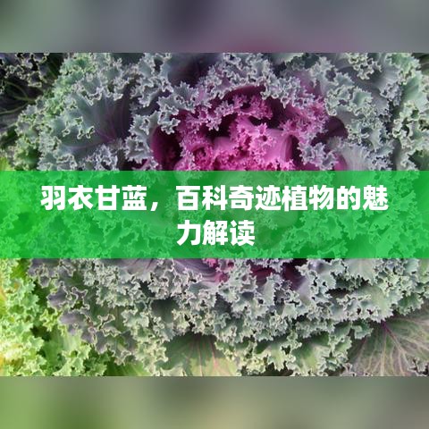 羽衣甘蓝，百科奇迹植物的魅力解读