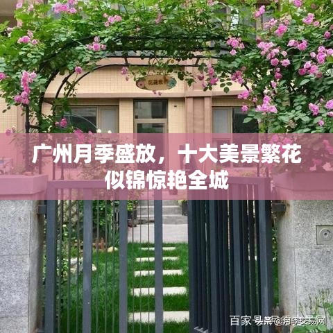 广州月季盛放，十大美景繁花似锦惊艳全城
