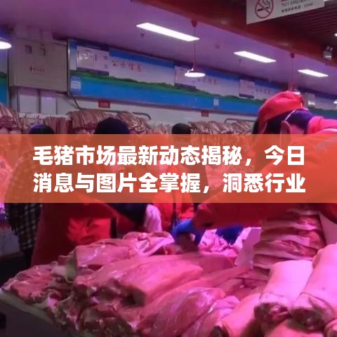 毛猪市场最新动态揭秘，今日消息与图片全掌握，洞悉行业趋势