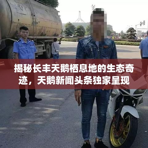 揭秘长丰天鹅栖息地的生态奇迹，天鹅新闻头条独家呈现