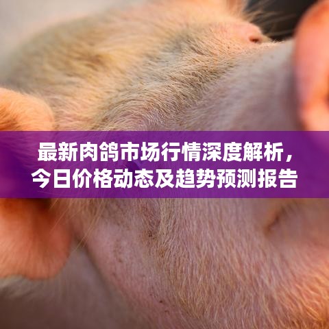 最新肉鸽市场行情深度解析，今日价格动态及趋势预测报告