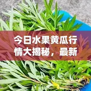 今日水果黄瓜行情大揭秘，最新价格、市场走势与购买指南！