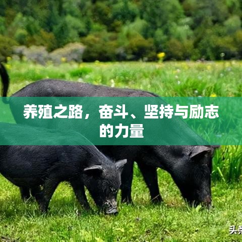 养殖之路，奋斗、坚持与励志的力量