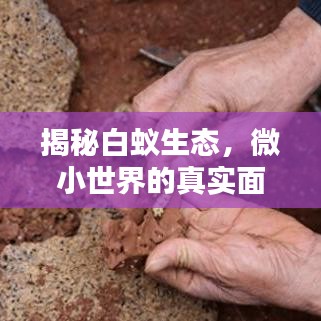 揭秘白蚁生态，微小世界的真实面貌探索