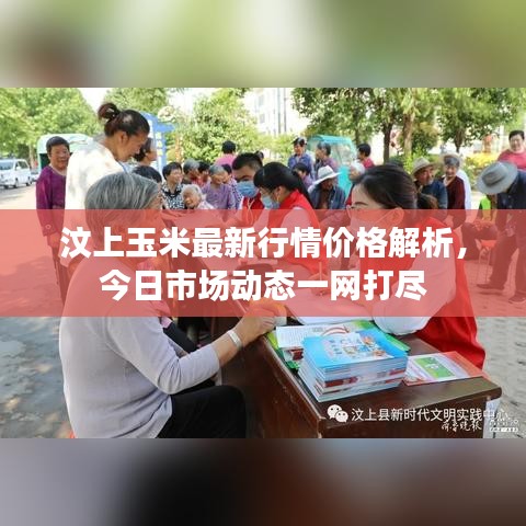 汶上玉米最新行情价格解析，今日市场动态一网打尽