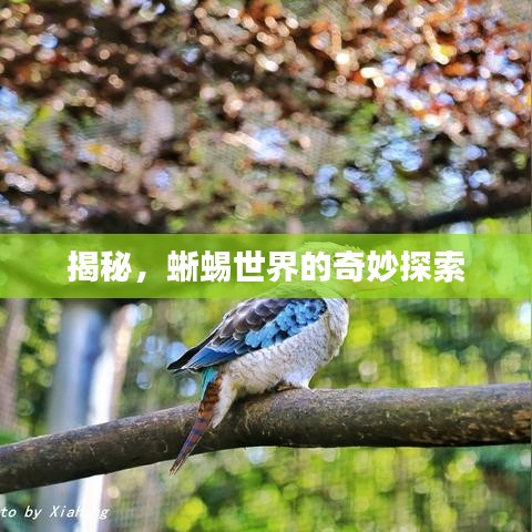 揭秘，蜥蜴世界的奇妙探索
