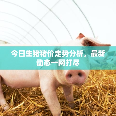 今日生猪猪价走势分析，最新动态一网打尽