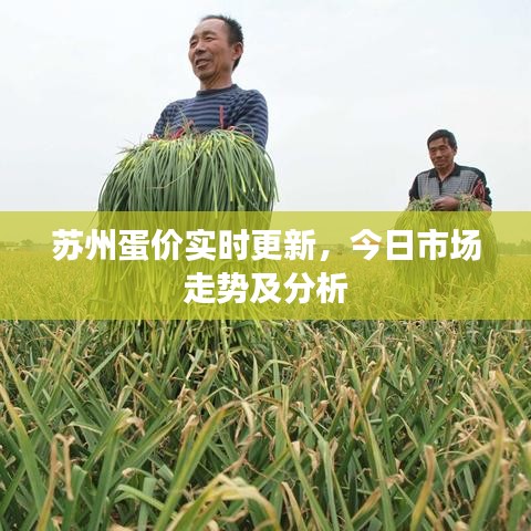 苏州蛋价实时更新，今日市场走势及分析
