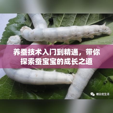 养蚕技术入门到精通，带你探索蚕宝宝的成长之道