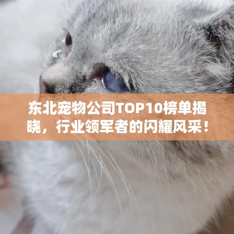 东北宠物公司TOP10榜单揭晓，行业领军者的闪耀风采！
