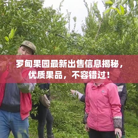 罗甸果园最新出售信息揭秘，优质果品，不容错过！