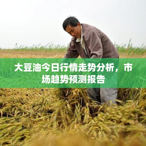 大豆油今日行情走势分析，市场趋势预测报告