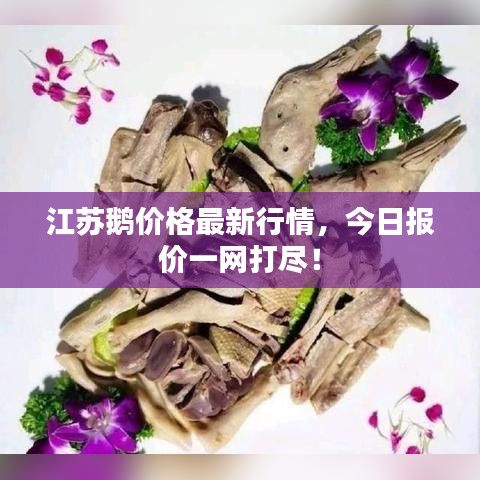江苏鹅价格最新行情，今日报价一网打尽！