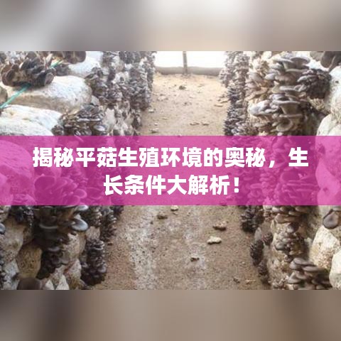 揭秘平菇生殖环境的奥秘，生长条件大解析！