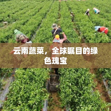 云南蔬菜，全球瞩目的绿色瑰宝