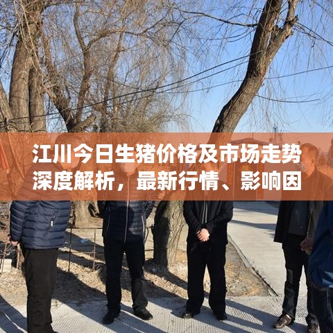 江川今日生猪价格及市场走势深度解析，最新行情、影响因素一览