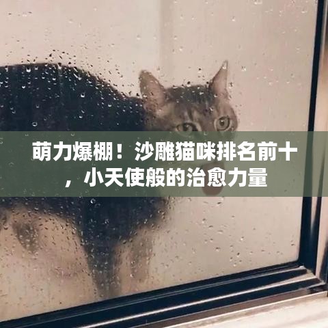萌力爆棚！沙雕猫咪排名前十，小天使般的治愈力量