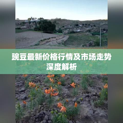 豌豆最新价格行情及市场走势深度解析