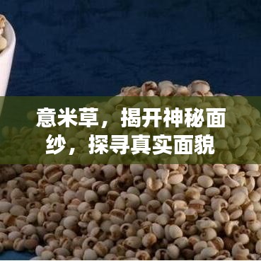 意米草，揭开神秘面纱，探寻真实面貌