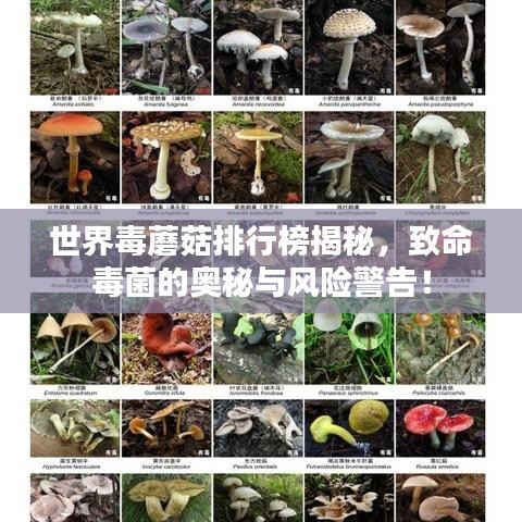 世界毒蘑菇排行榜揭秘，致命毒菌的奥秘与风险警告！
