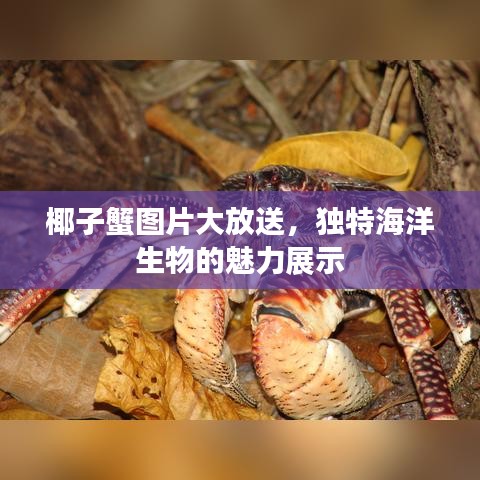 椰子蟹图片大放送，独特海洋生物的魅力展示