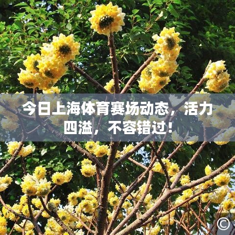今日上海体育赛场动态，活力四溢，不容错过！