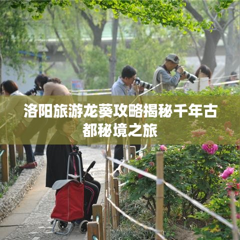 洛阳旅游龙葵攻略揭秘千年古都秘境之旅