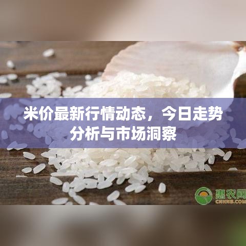 米价最新行情动态，今日走势分析与市场洞察