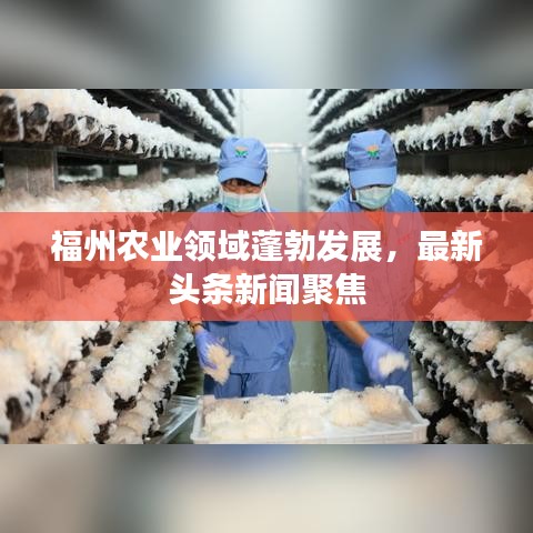 福州农业领域蓬勃发展，最新头条新闻聚焦