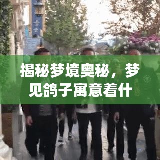 揭秘梦境奥秘，梦见鸽子寓意着什么？百度解析为你解读梦境预示意义