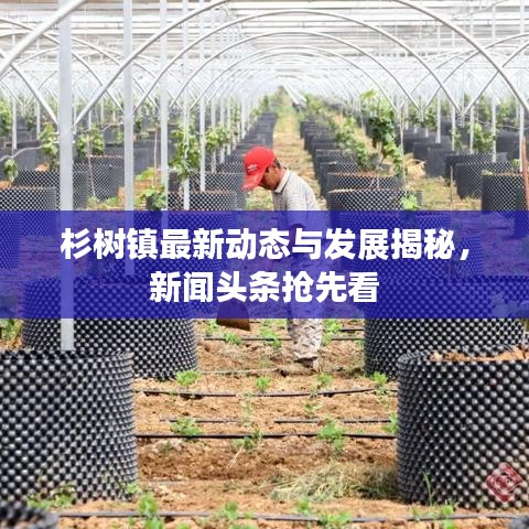 杉树镇最新动态与发展揭秘，新闻头条抢先看