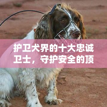 护卫犬界的十大忠诚卫士，守护安全的顶级犬种排名