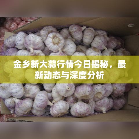 金乡新大蒜行情今日揭秘，最新动态与深度分析
