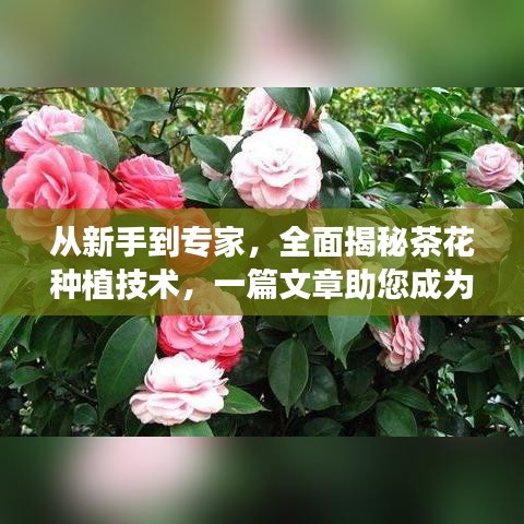 从新手到专家，全面揭秘茶花种植技术，一篇文章助您成为种植达人！